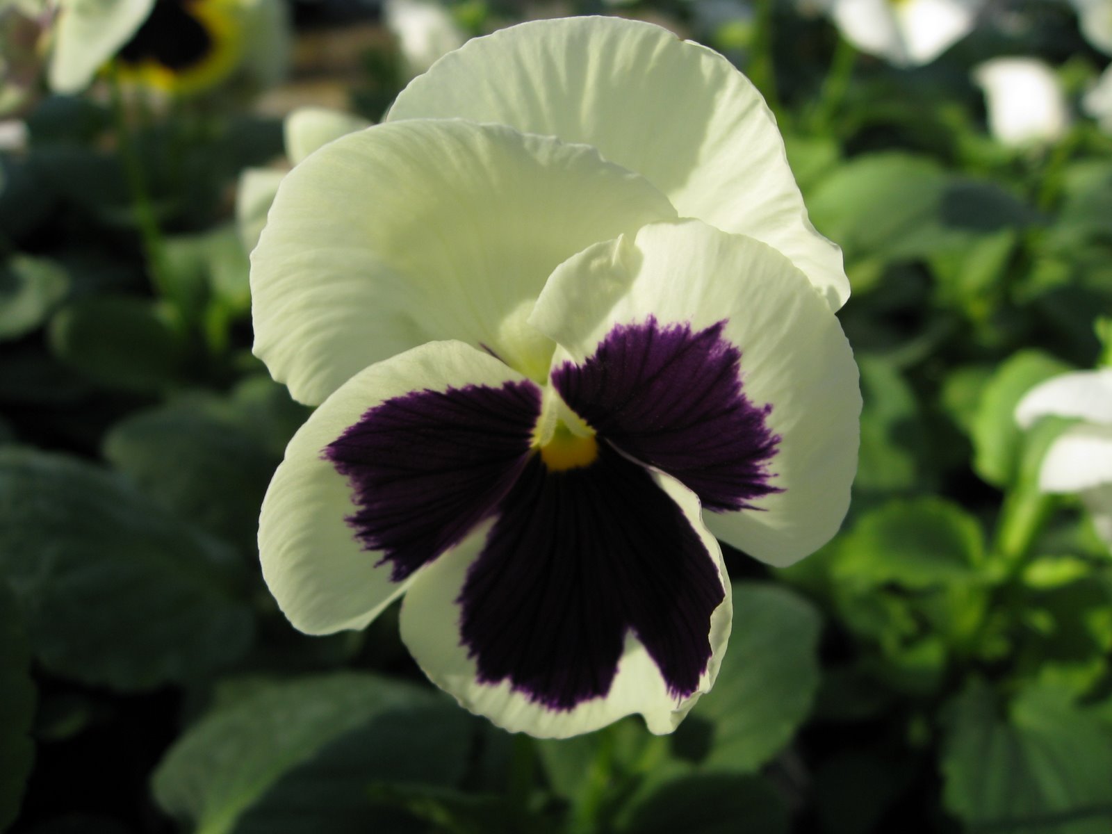 Pansy